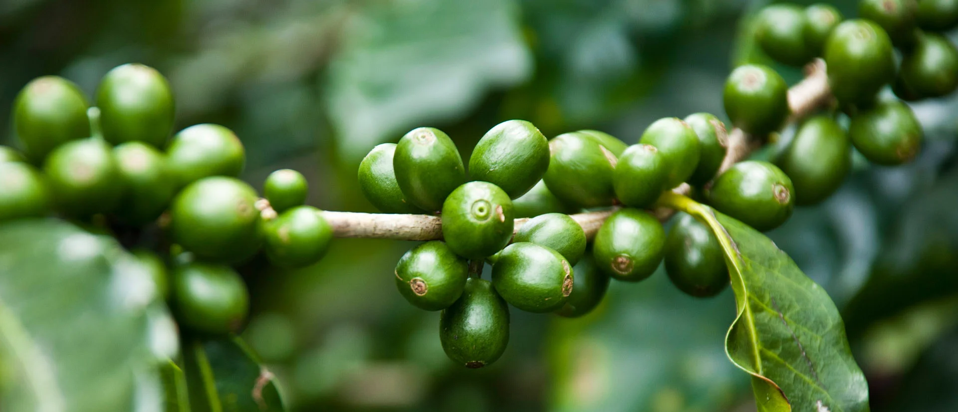 Granos de café verde en la planta